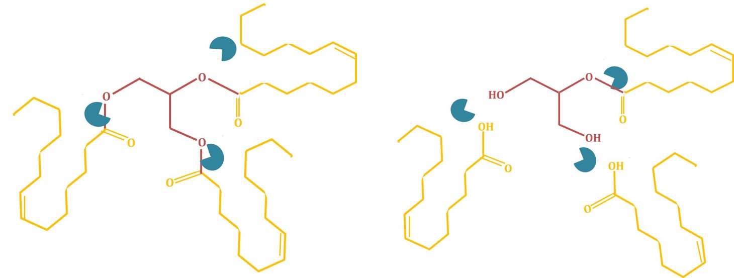 Spaltung von Fetten durch Enzyme (Lipolyse)