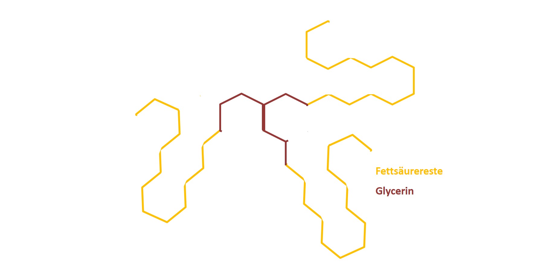 Fette sind Triacylglyceride, die aus Glycerin und Fettsäureresten zusammengesetzt sind