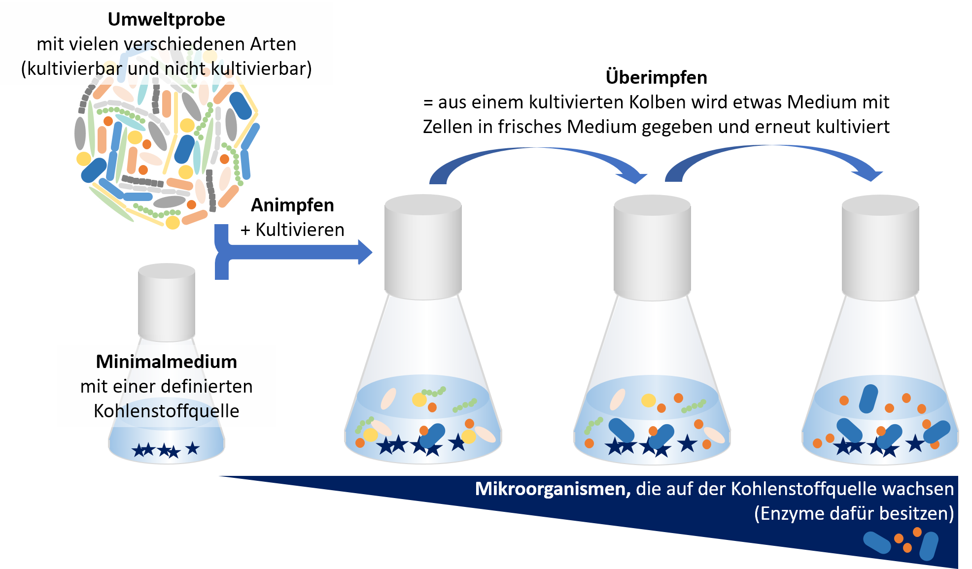 Anreichern von Mikroorganismen auf einem definierten Kohlenstoffquelle im Labor: Darstellung des Ablaufs