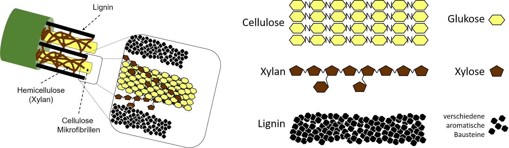 Aufbau von lignocellulosehaltiger Biomasse