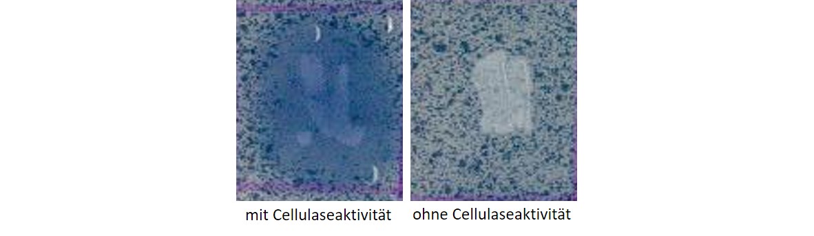 Darstellung mit und ohne Cellulaseaktivität