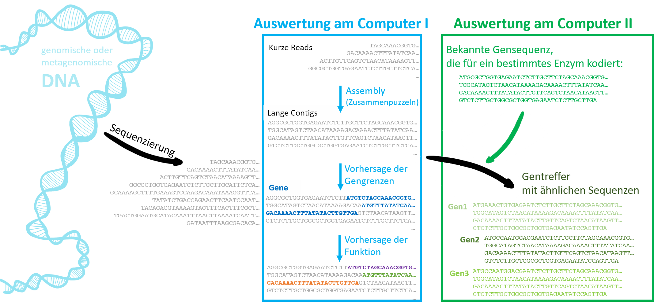 DNA Sequenzierung und die Auswertungen am Computer.