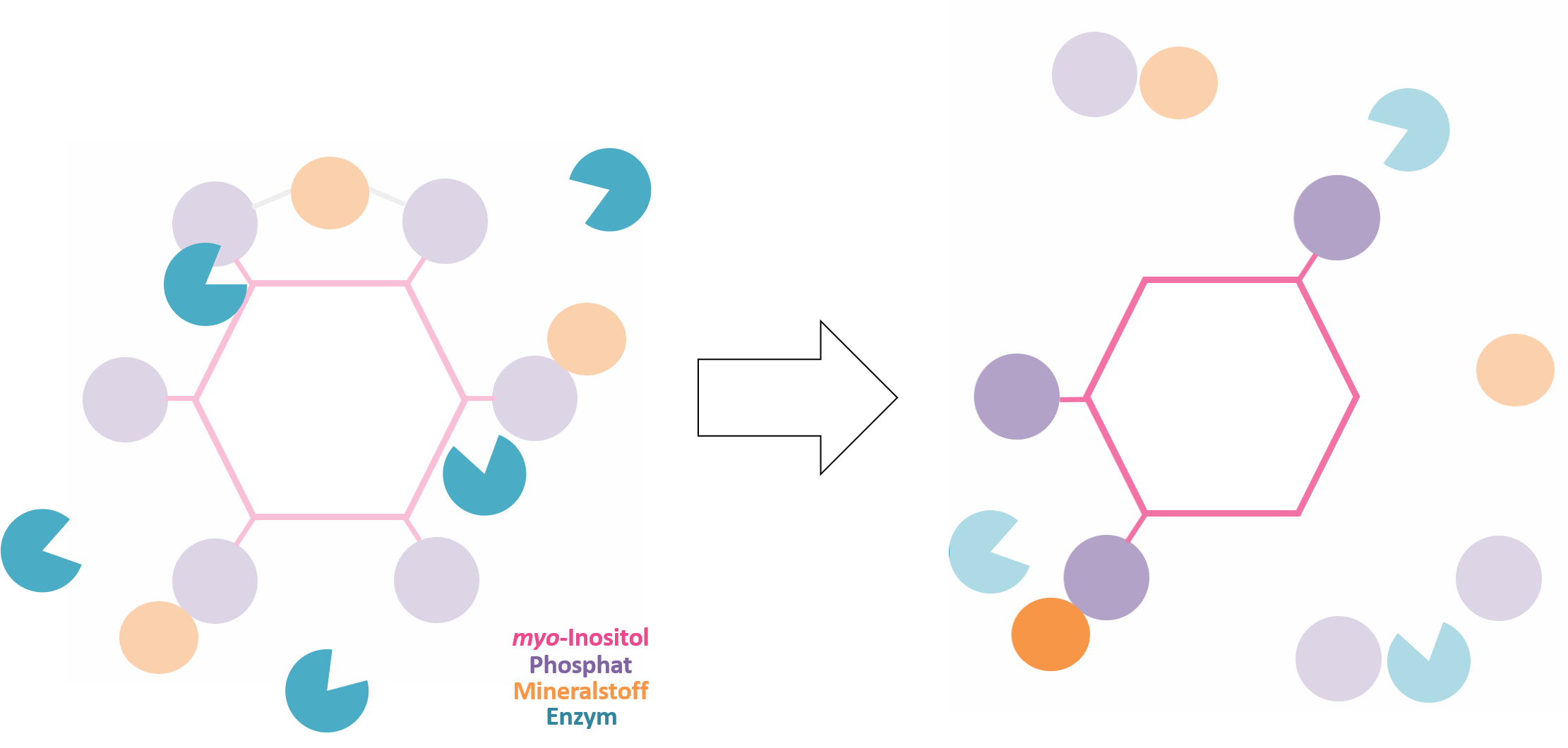 Enzyme spalten Phosphatreste vom Phytat ab: Schema
