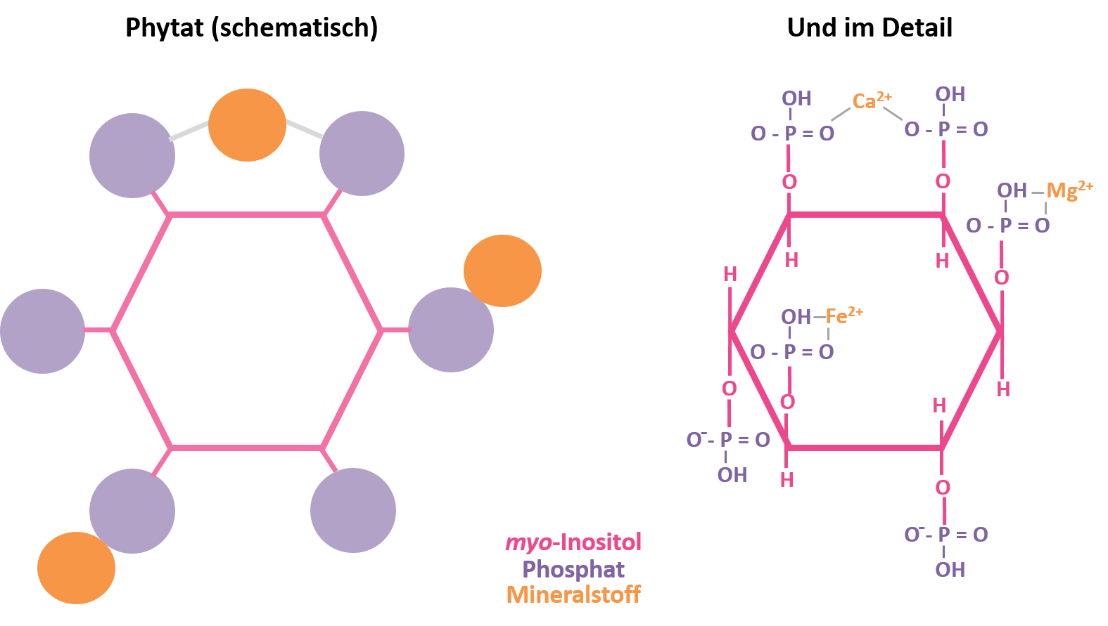 schematische Darstellung von Phytat