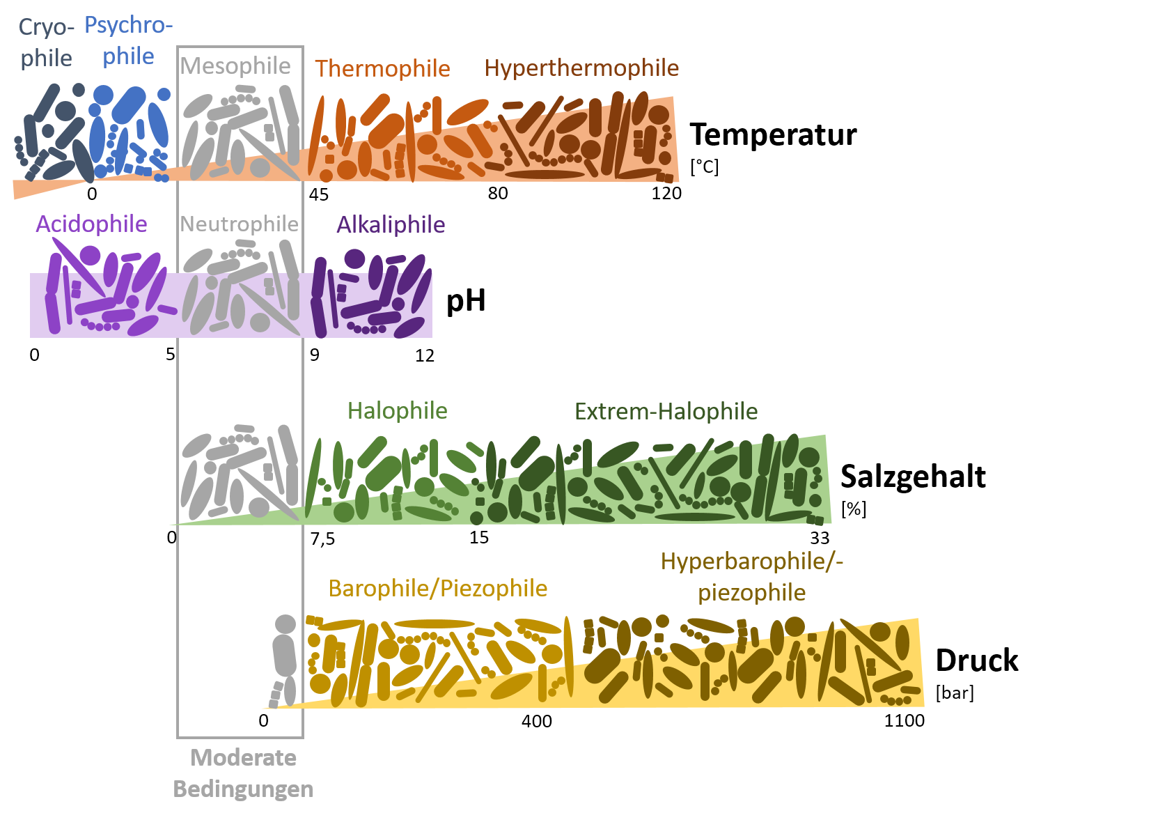 Überblick extremophile Mikroorganismen nach Temperatur, pH-Wert, Salzgehalt und Druck.