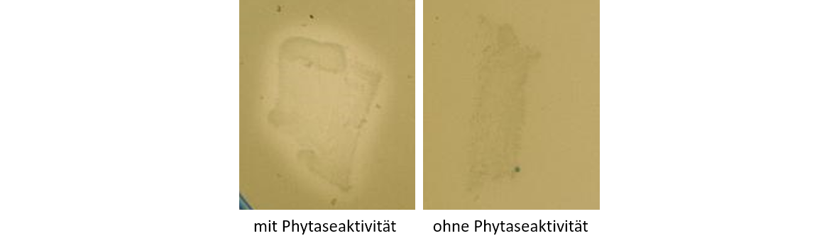 Nachweis mit und ohne Phytaseaktivität