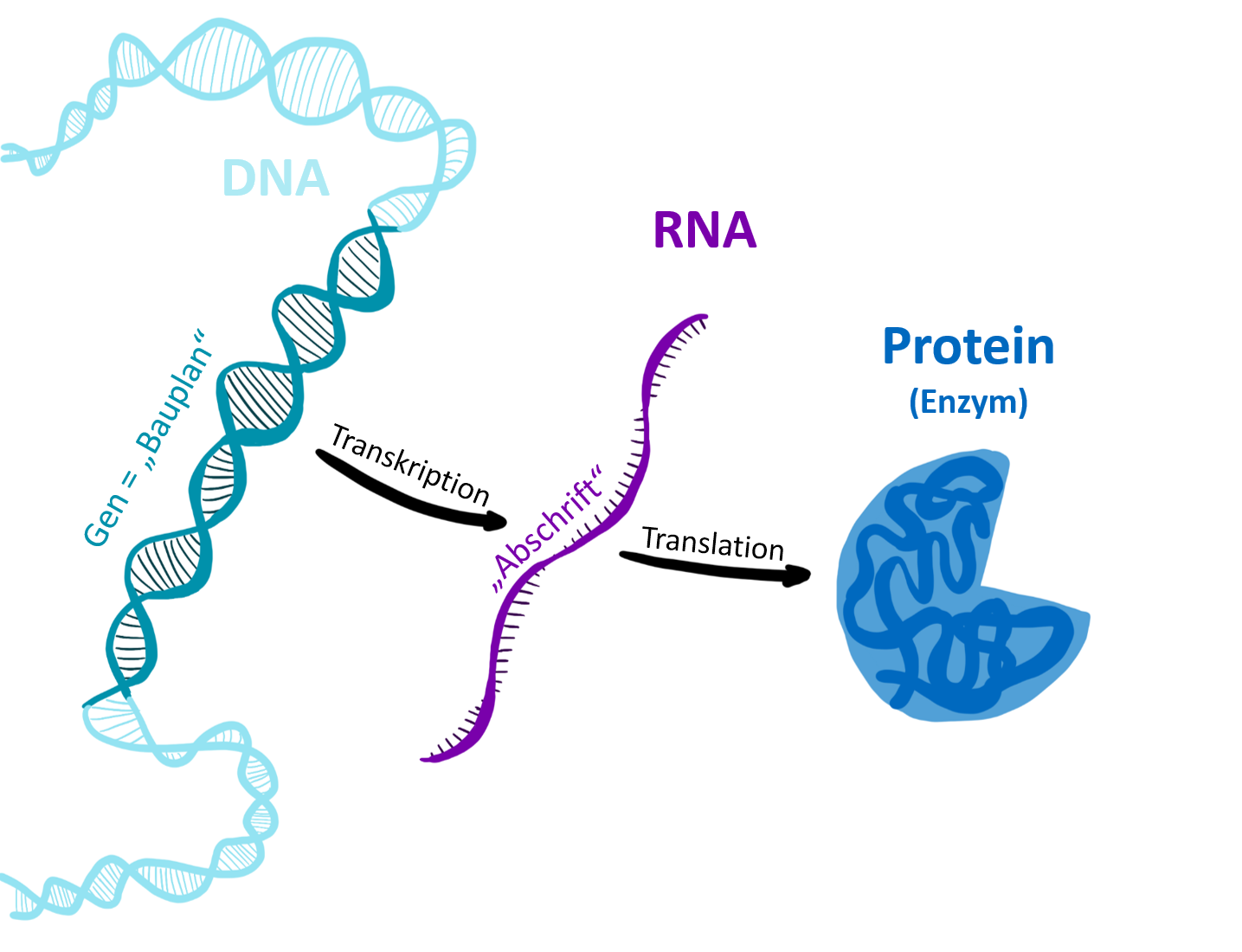 Aus DNA Strang entsteht durch Transkription und Translation ein Protein.