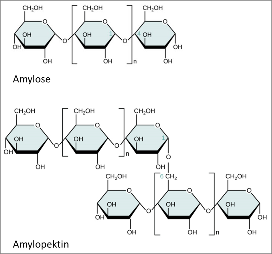 Chemische Struktur von Stärke