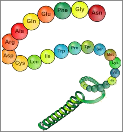 Chemische Bausteine eines Proteins