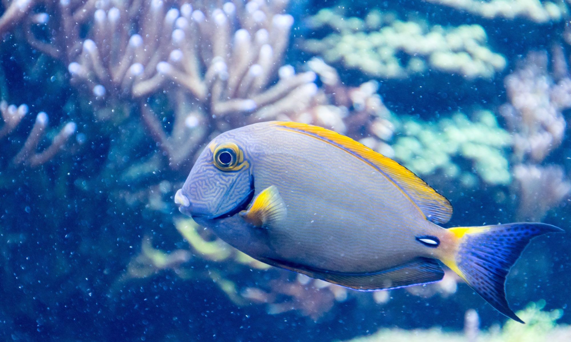 Bild eines blau-grau gestreiften Fisches mit gelben Flossen