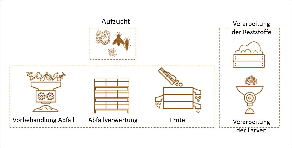 Zucht und Verarbeitung der Schwarzen Soldatenfliege