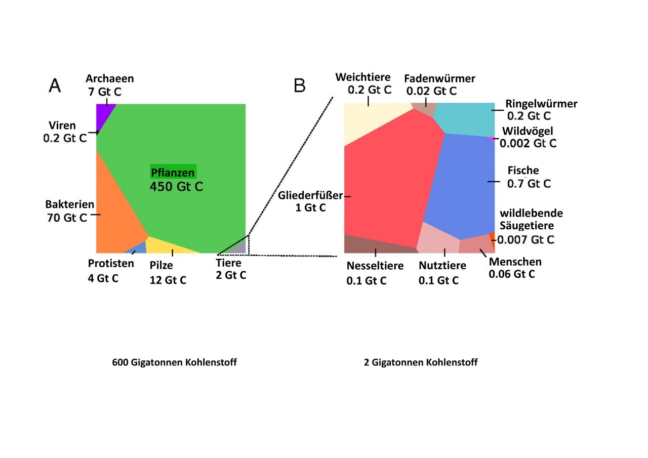 Grafische Darstellung der Biomasseanteile aller unterschiedlichen Lebewesen auf der Erde. 