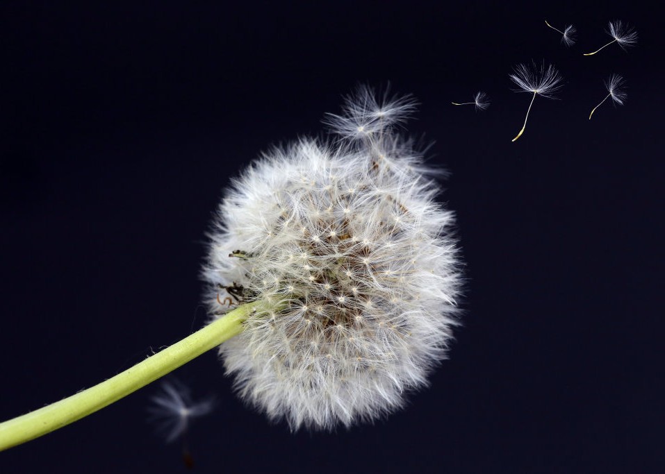 Ein Bild auf dem die Samen einer Pusteblume davon fliegen