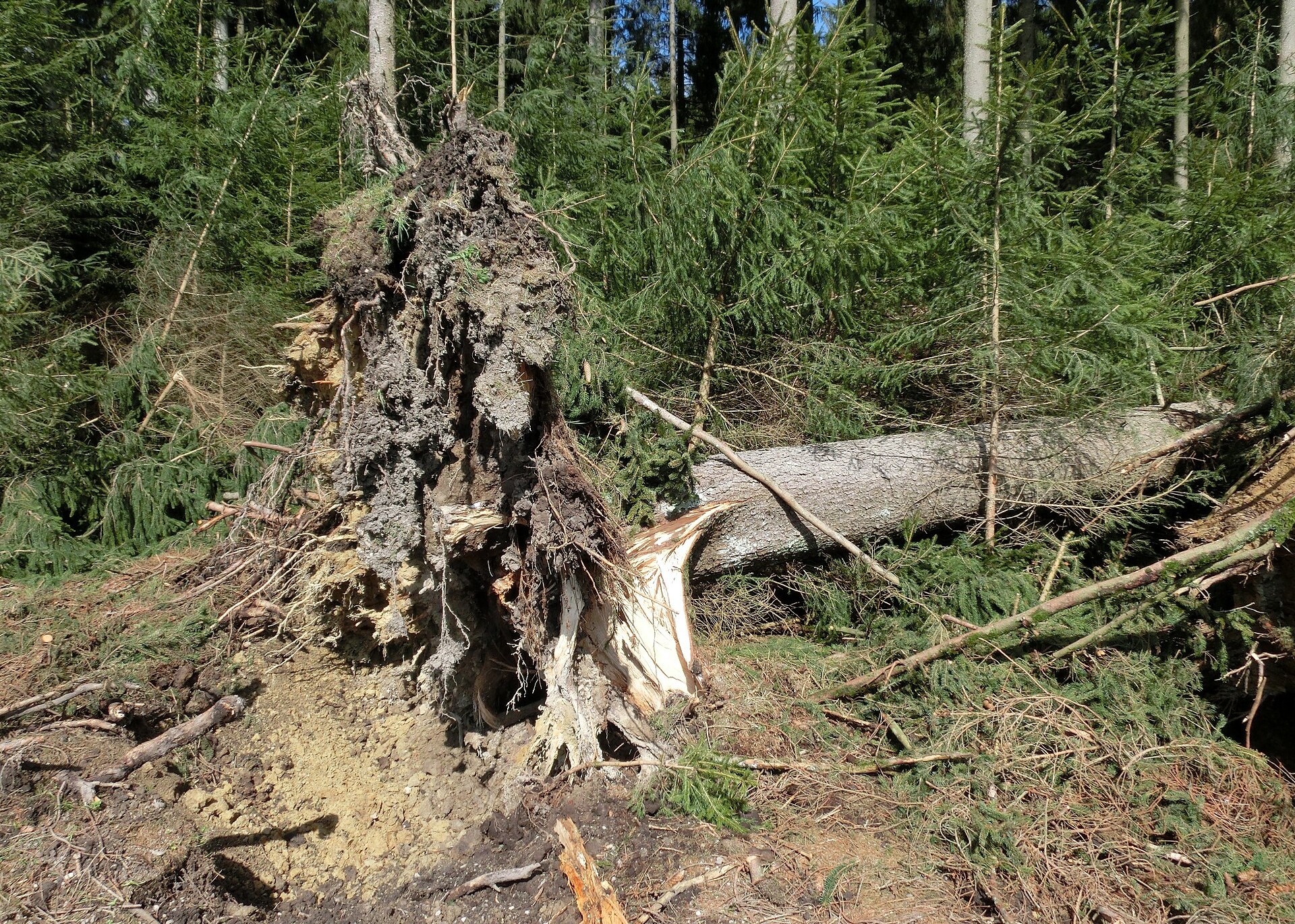 Das Bild zeigt einen entwurzelten Baum