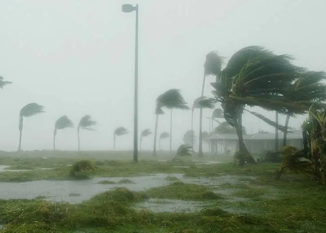 AUf dem Bild sieht man Palmen, die sich unter dem Wind beugen