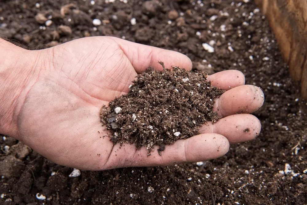 Soil in hand