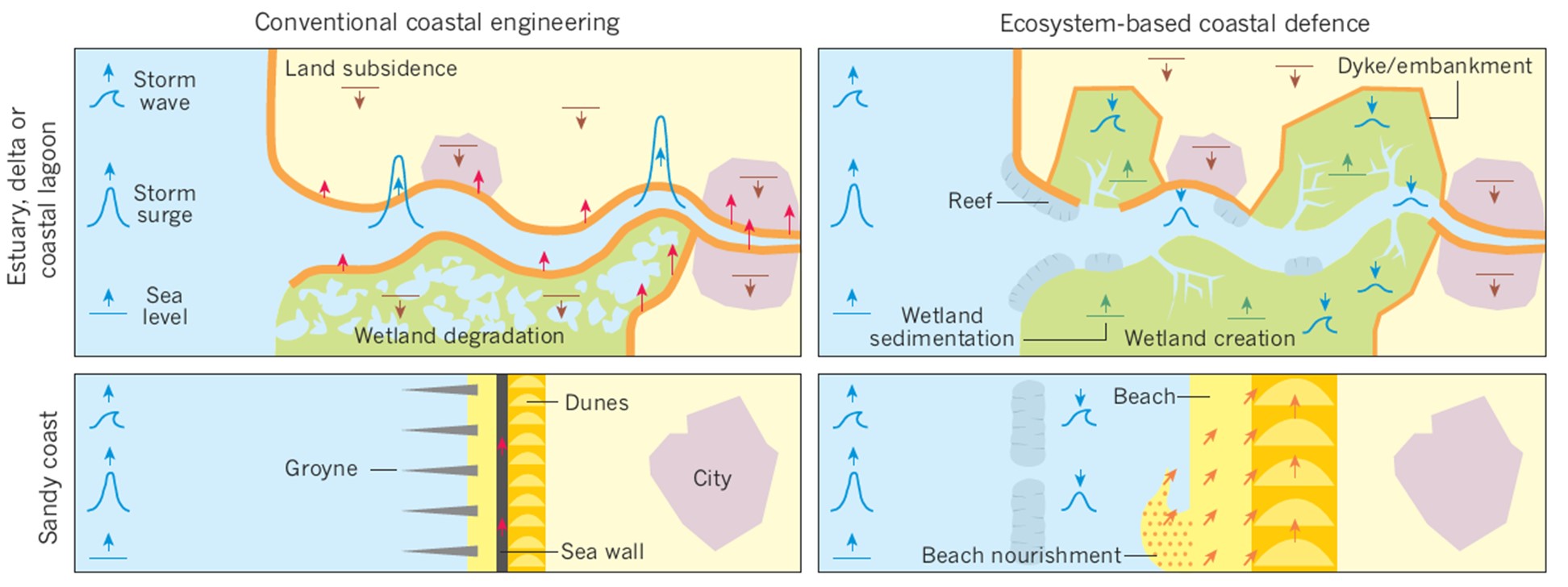 Conventional vs. Ecosystem-based Coastal Engineering