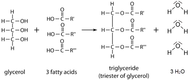 Structural formula of triglycerides as esters of glycerol with three fatty acids.